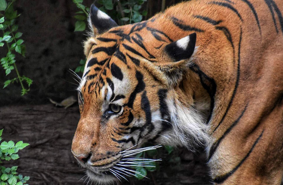 tiger